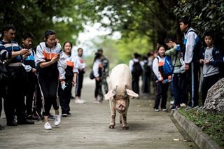 'Strong Pig Zhu Jianqiang': Hero pig ng China pumanaw na