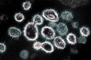 More scientists say coronavirus most likely came from animals, not lab leak