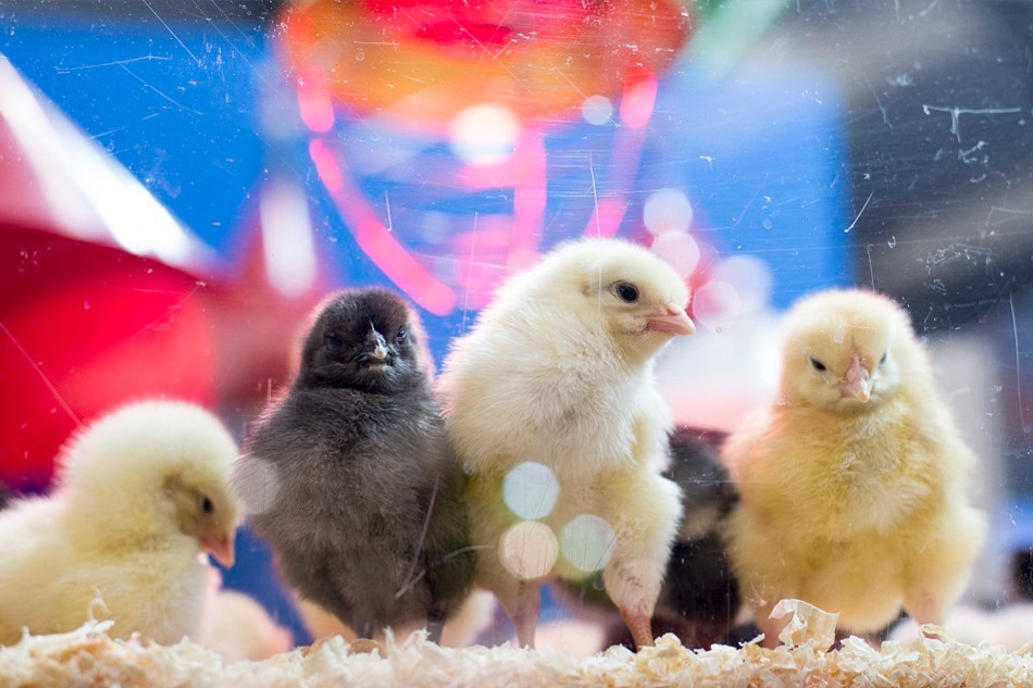 France pledges to end chick culling in 2022 1