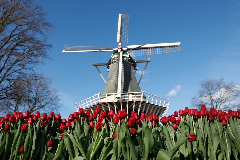 This photo taken on March 21, 2017 in Lisse shows tulips in front of a windmill at the Keukenhof, during the official opening. On Tuesday, the Netherlands said it would further ease COVID restrictions, including an end to social distancing, but will introduce a pass for bars, restaurants and festivals. Bas Czerwinski, ANP/AFP/file