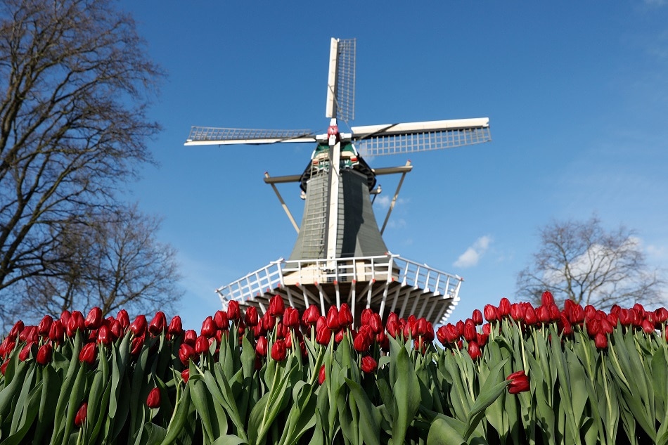 Tulips in Lisse town, The Netherlands. The latest coronavirus wave in the country began shortly after the government ended social distancing and other measures in September, a decision that has been reversed. AFP/file