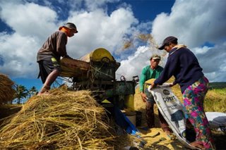 Philippine rice output hits all-time high of 19.3 million MT in 2020