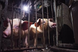 Gov't mulls insurance subsidy for hog raisers to boost pork supply