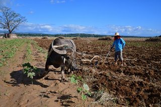 Philippine agriculture production contracts 3.3 percent in first quarter