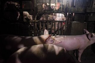 Agri dept sets aside P300 million to lend hog raisers