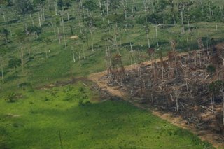 Democrats target palm oil, beef in deforestation bill