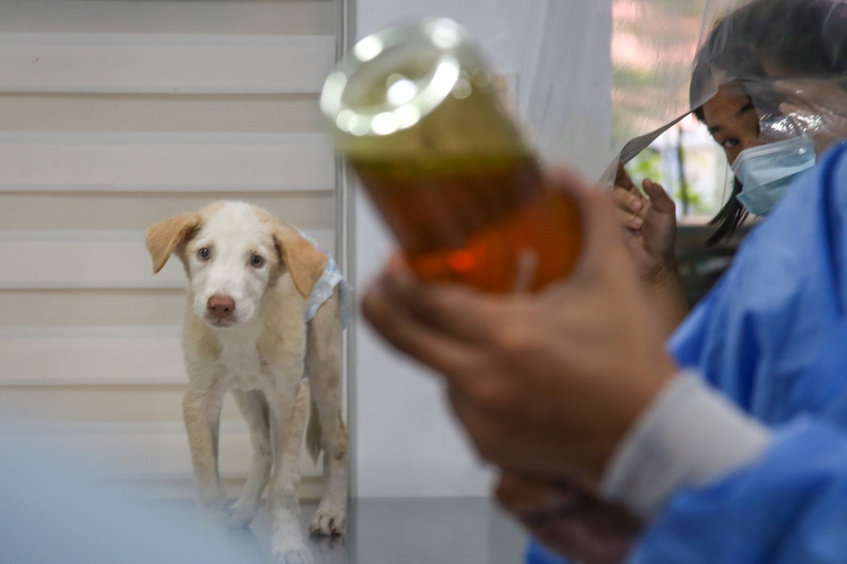 LOOK: At pet clinic, shortage of veterinarians but not of animal care 3