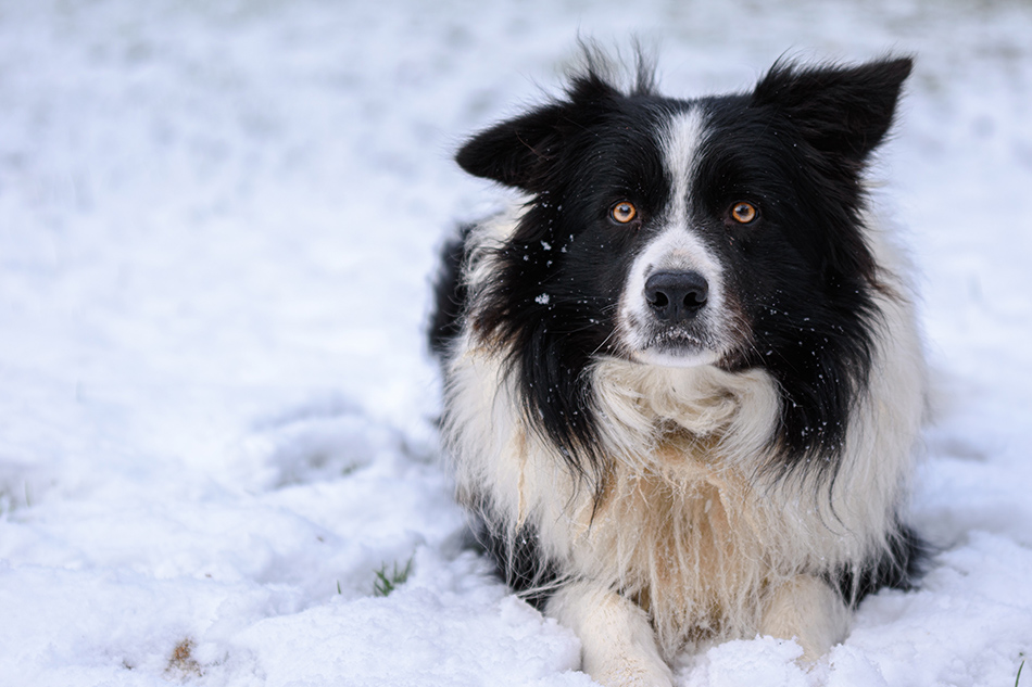 Dogs came to North America with earliest humans: study | ABS-CBN News