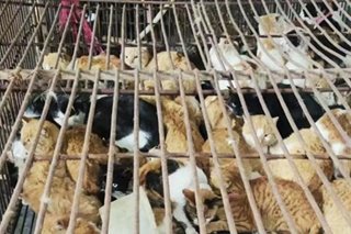 Suspected dog and cat meat factory in China raided after owner traces missing pet by GPS