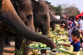 Thailand celebrates Elephant Day, hopes tourists will return