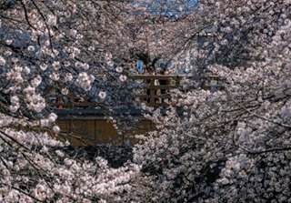 Tokyo's cherry blossoms in full bloom