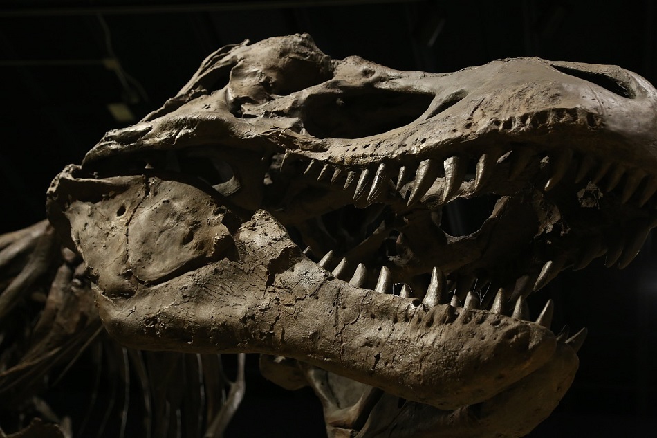 Like Godzilla, but actually real': study shows T. rex numbered 2.5 billion