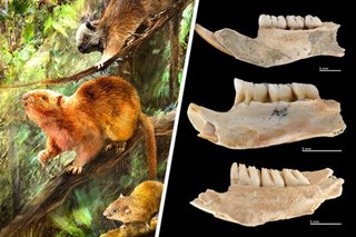 Scientists discover species of giant rats that lived in PH until 2,000 years ago