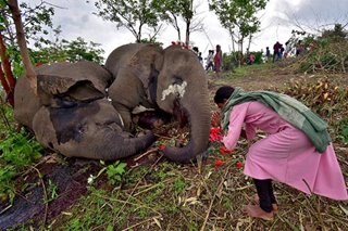 Lightning strike may have killed 18 wild elephants in India, officials say