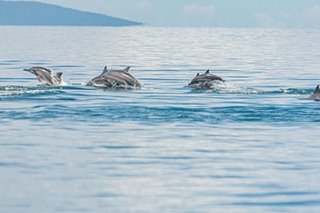 TINGNAN: Higit 200 dolphin namataan sa Sarangani Bay