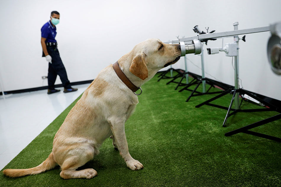 Coronavirus has an odor: Trained on smelly socks, bio-detection dogs sniff out COVID-19 1