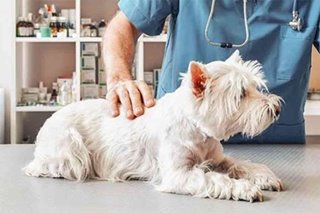 9 signs you should take your pet to the vet immediately