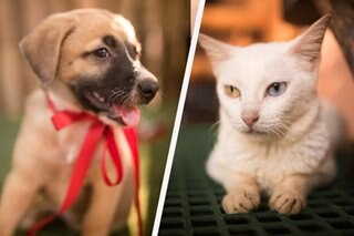 Happening this weekend: Pet adoption drive in QC