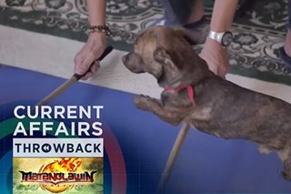 THROWBACK: Get to know Hansel, a tinikling-dancing dachshund-pug