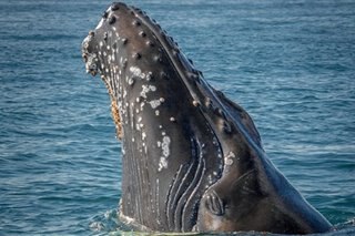 Like Jonah: Fisherman says he was swallowed by humpback
