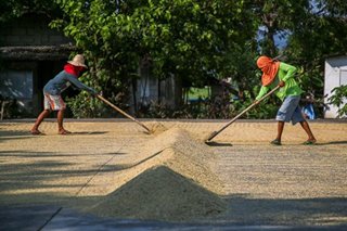 Farmers pack palay during Rural Workers Month