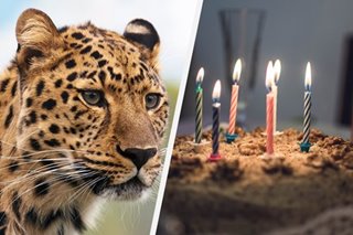 Magkapatid sa India nakatakas sa leopard gamit ang birthday cake