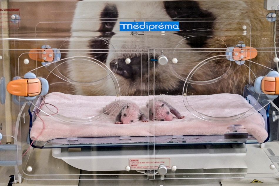 Twin panda cubs in France steadily gaining weight