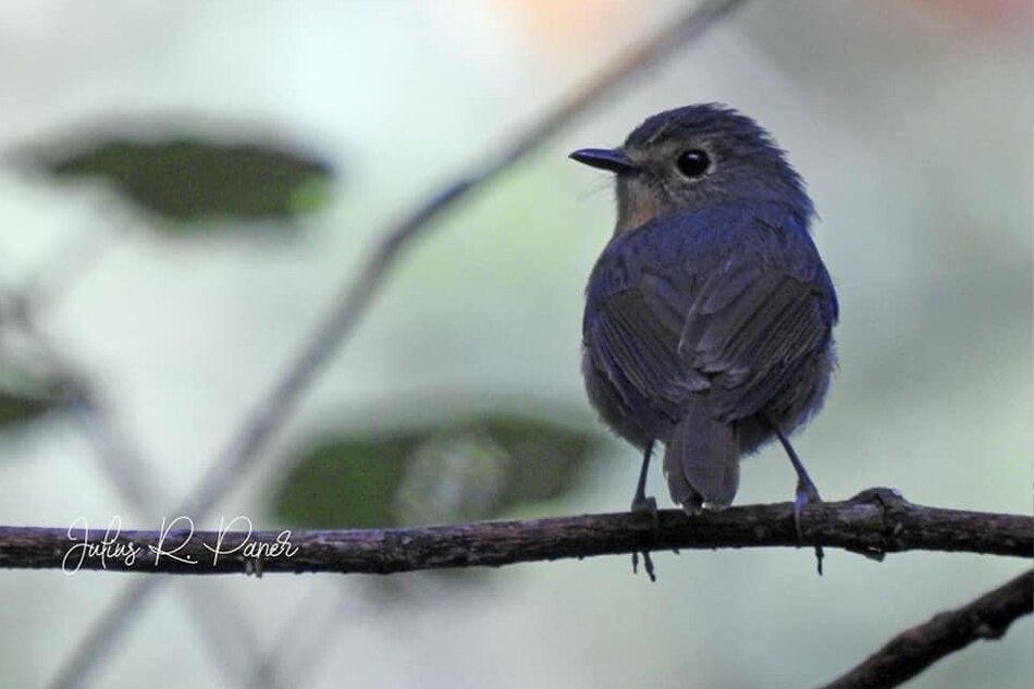 ‘Overwhelming’ number of birds spotted in Mount Apo 1