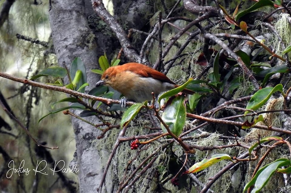 ‘Overwhelming’ number of birds spotted in Mount Apo 2