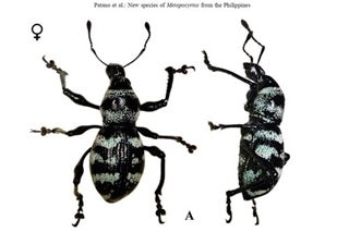 New species of beetles discovered in Mount Hamiguitan