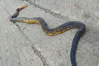 2 anyos na bata patay matapos matuklaw ng kobra