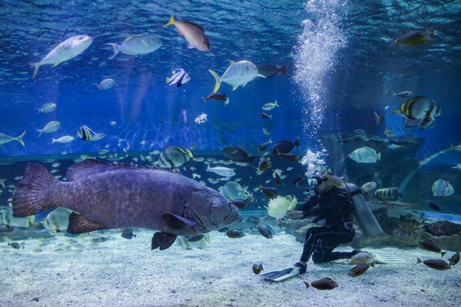 Manila Ocean Park reopens for fully-vaccinated visitors | ABS-CBN News