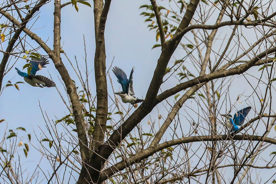 Collared kingfishers spotted in UP Village