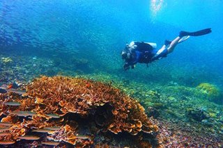 Philippines named world's top dive destination anew