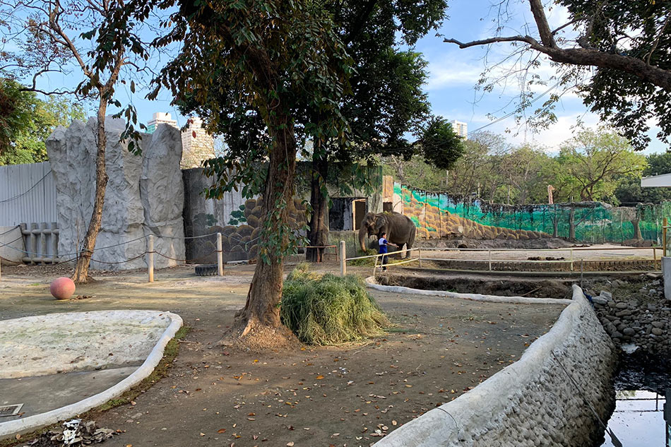 Newly renovated Manila Zoo set to reopen in early 2022 2