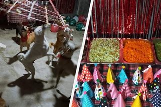 Animal shelter, may pa-Noche Buena sa mga aso't pusa