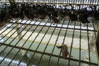 Some 44k fowls culled to contain bird flu spread