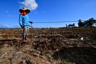 RCEP will hurt local farmers, agri groups insist 