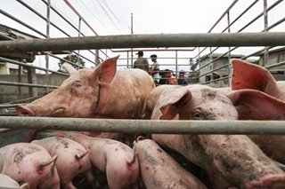 IATF orders 'unhampered' hog shipments as pork prices rise