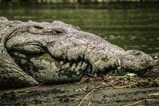 Lake Placid: Man pries crocodile jaws off his head