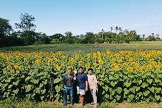 Sunflower farm sa Occidental Mindoro, dinarayo