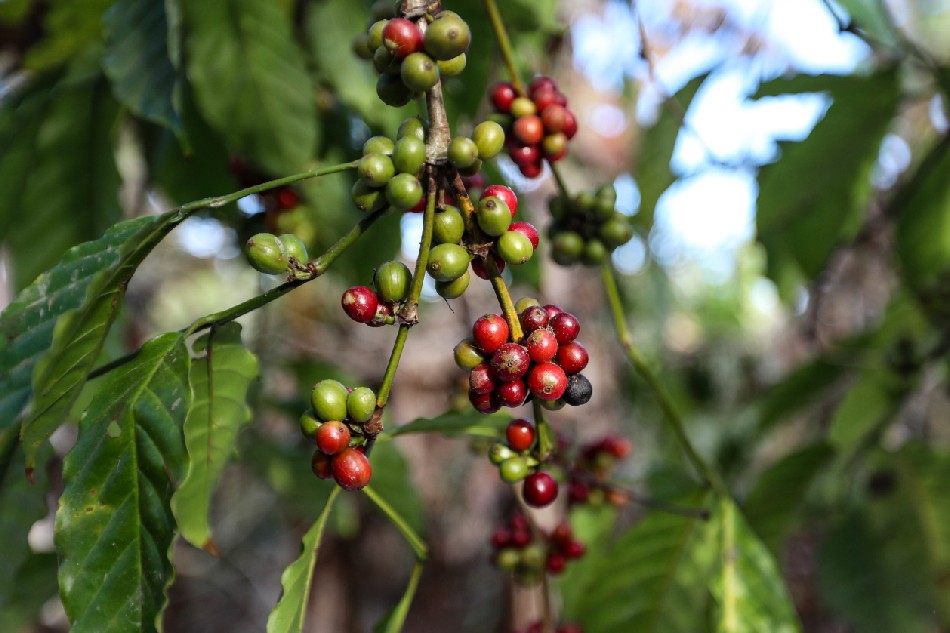 Coffee sector full of beans despite pandemic 1