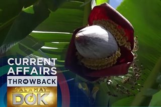 THROWBACK: Different uses for banana blossoms, tree bark, leaves