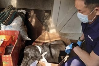 Dog’s horrific death after slash to neck sparks manhunt for attacker in Hong Kong