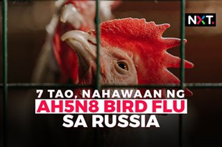 7 tao, nahawaan ng AH5N8 bird flu sa Russia