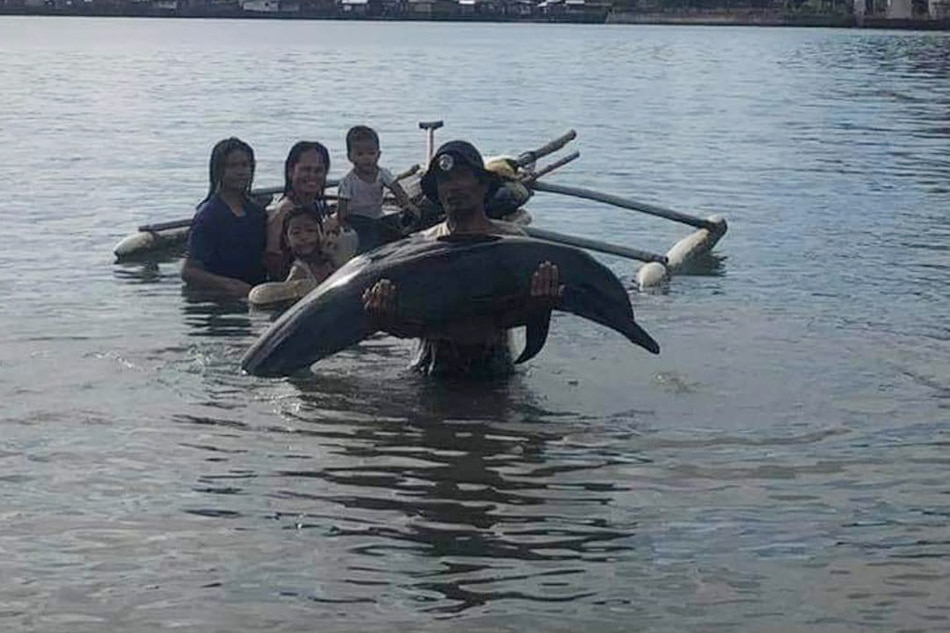 Video Shows Dramatic Dolphin Rescue by Bangladeshi Fishermen > Newsroom