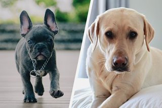 French bulldogs vs labradors: The battle for top dog status in US