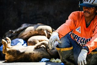 DA naglunsad ng malawakang programa para ibangon ang hog industry
