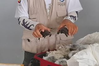 185 tortoises found in suitcase at Galapagos airport