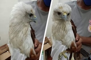 Brahminy kite eagle rescued in Zamboanga City
